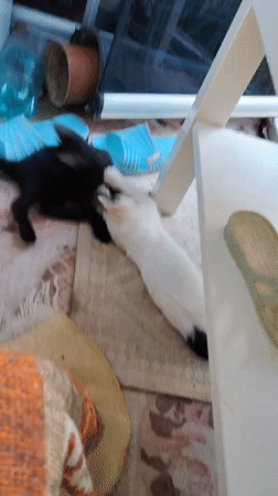 Kittens doing kitten things on rugs in Konyaaltı