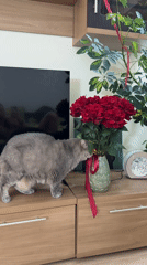 Gray cat investigates a bouquet of red roses indoors