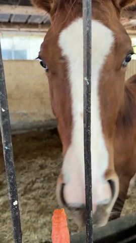 A close-up shot captures a brown horse with a white blaze on its face, standing inside a fenced enclosure filled with hay. The horse is munching on a bright orange carrot that is being held in front of its mouth. The horse's eyes are visible through the bars of the fence, and it appears to be focused on the carrot. The background shows more of the enclosure and a glimpse of the surroundings.