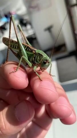 A close-up shot shows a bright green grasshopper resting on a person's fingers. The grasshopper is positioned on the tips of three fingers, with its long antennae extending upwards and to the right. Its body is facing the right side of the frame, and its legs are visible and spread out. The background is blurred, with hints of indoor elements like furniture and possibly bicycles. The lighting suggests it's daytime, with sunlight casting shadows.