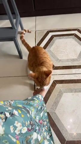 A ginger cat is nuzzling a person's foot. The cat has white paws and a striped tail. The person is wearing a long dress with a floral pattern. The scene takes place on a tiled floor.