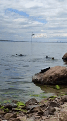 Divers prepare for underwater activity near Burgas waterfront