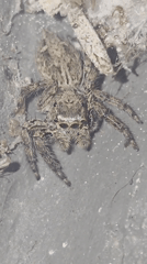 Morning spider watching and rainy weather observed in Vietnam