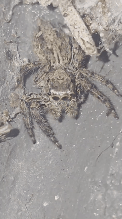 Morning spider watching and rainy weather observed in Vietnam