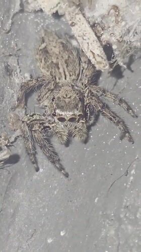 Morning spider watching and rainy weather observed in Vietnam