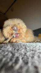 Poodle chews bone on carpet in Belgrade suburb