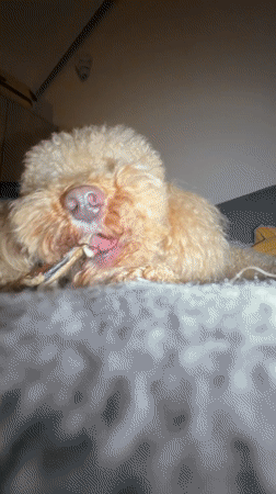 Poodle chews bone on carpet in Belgrade suburb