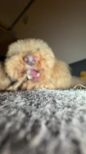 Poodle chews bone on carpet in Belgrade suburb