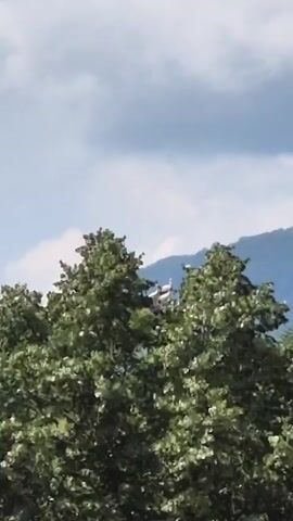 This is a video of a cloudy day in Lesidren, Bulgaria. The camera is focused on the tops of several green trees. Above the trees, a mountain range can be seen in the background, with a pale blue sky above that is partially obscured by grey clouds. Two white birds are visible perched in the branches of the trees. The video appears to be taken in the daytime, as there is a good amount of natural light. There is no visible text in the video.