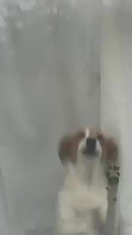 A medium shot shows a dog, white with brown markings on its head and ears, sitting indoors near a window or doorway. The dog lifts its right paw slightly, then looks to the side. A semi-transparent white curtain is visible in the background.