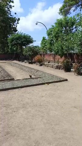 The video pans across an outdoor archaeological site. The ground is covered in dirt and gravel, with raised, rectangular beds lined with stones and gravel. Vegetation, including trees and bushes, surrounds the site. In the background, a brick wall and a lamppost are visible. Further into the site, there are ruins constructed of weathered bricks, with a small wooden structure covering what appears to be a statue or monument. The sky is blue with scattered clouds. There are no people or animals visible in the video.
