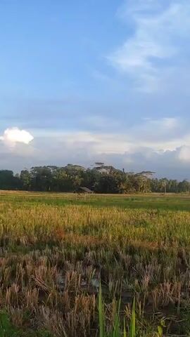 A vertical video captures a view of a rice field under a blue sky with scattered white clouds. In the foreground, the stubble of harvested rice is visible, with some water pooled between the stalks. Several tall green grass blades are in sharp focus in the bottom right corner. In the middle ground, a wider expanse of the rice field is visible, appearing dry and yellowish-brown. A small, dark-colored structure, possibly a hut, is situated near the treeline in the distance. The background consists of a dense line of trees and vegetation, with hills or mountains faintly visible beyond them. The lighting suggests it is either early morning or late afternoon, with the sun casting a warm glow on the landscape.