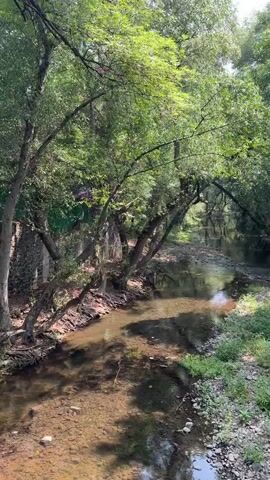The video presents a still, eye-level shot of a shallow stream or river flowing through a densely wooded area. The water is clear, with the rocky bottom visible in some areas. The light reflects off the surface of the water, creating a shimmering effect. The stream is bordered on both sides by lush green vegetation and trees whose branches arch over the water, forming a natural canopy. The sunlight filters through the leaves, casting shadows and highlighting the green foliage.  A portion of the left bank is made up of a low stone wall, partially obscured by vegetation. The overall scene is tranquil and natural.