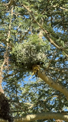 Yellow birds and nests observed in Hessequa Nu