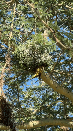 Yellow birds and nests observed in Hessequa Nu
