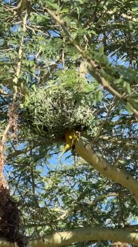Yellow birds and nests observed in Hessequa Nu