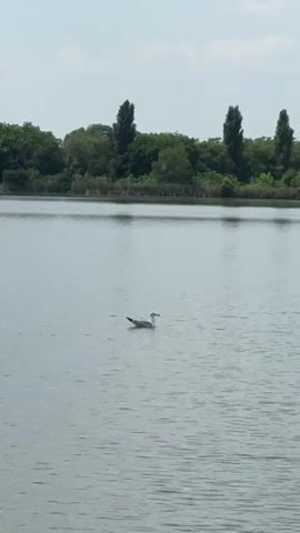 A seagull floats in a calm lake. The background shows a treeline and a somewhat overcast sky.