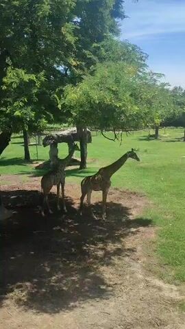 Two giraffes stand in the shade of a large tree on a sunny day. The giraffes are brown with darker brown spots. Behind them is a faux rock structure. The ground is a mix of dirt and grass. A grassy field extends behind the giraffes and the tree. Additional trees line the back of the field. The sky is blue with a few clouds.