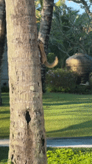 Squirrel spotted at tropical resort property in Kuta Selatan