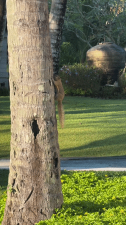 Squirrel spotted at tropical resort property in Kuta Selatan