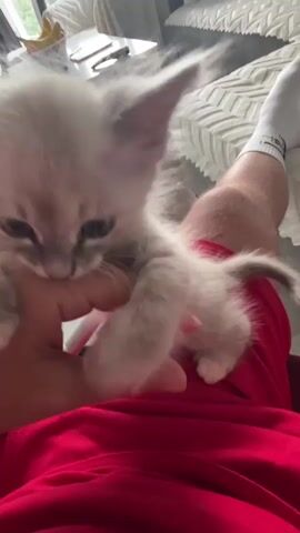 A person's hand wearing a red shirt is holding a fluffy, light-colored kitten. The kitten is looking down and appears to be nibbling at the person's fingers. The background shows a couch with a textured white cover and a white table with some items on it. A person's leg wearing a white sock is visible to the right. The scene appears to be indoors in a well-lit room.