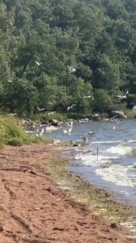 A flock of seagulls is seen flying and perched near a sandy beach and a body of water. The water is choppy with waves breaking near the shore. In the background, a dense forest of green trees lines the horizon. The lighting suggests it is daytime, likely sunny, casting clear shadows.