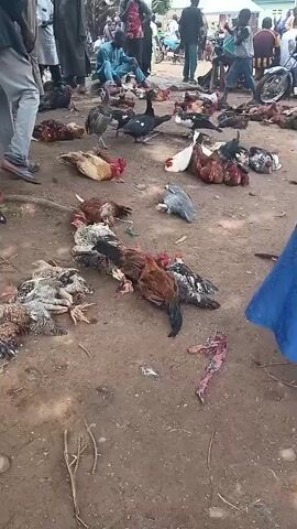 The video depicts a busy outdoor market scene in Tilde, Nigeria, where live and deceased poultry, primarily chickens and ducks, are being sold. The ground is a mix of dirt and sand, with scattered debris. Numerous individuals, dressed in a variety of casual and traditional clothing, are present, some examining the fowl, others engaged in transactions. A few people are seated, while others stand or walk through the market.

The fowl are displayed on the ground in piles. Some appear to be alive and are lying down, while others are already dressed, their bodies splayed open. There are also some smaller birds and what appears to be a single goat carcass in the foreground. The atmosphere seems lively and bustling, typical of a local market. The time of day appears to be daytime, likely morning or afternoon, with natural light illuminating the scene. The weather seems to be dry.

Notable details include a child carrying a basket, individuals in traditional Nigerian attire, and a motorcycle in the background, suggesting a mix of traditional and modern elements in the setting. The overall impression is of a vibrant, active marketplace focused on the sale of poultry. There is no visible text in the video.