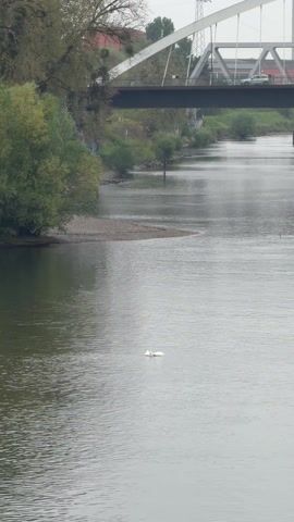 The video shows a wide river with a swan swimming across it.  The river is calm, reflecting the cloudy sky. A  sandbank extends slightly into the river from the left bank, which is lined with trees. A bridge is visible in the background, carrying vehicular traffic. A power line is seen in the distance behind the bridge. The swan, small in the frame, is the only sign of wildlife. The overall scene is peaceful and still.