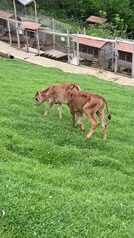 Two calves stand in a grassy area. One calf is taller than the other. Behind the calves is a row of wooden structures in a fenced area. A sign with "Las Vegas" on it is above the structures. Trees are in the background.