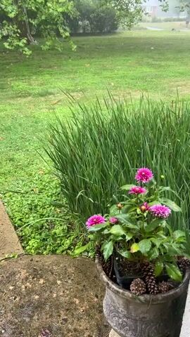 The video captures a close-up view of a potted plant with vibrant pink dahlia flowers. The plant is situated in a decorative, weathered grey pot, which is surrounded by pinecones. Behind the plant, a dense cluster of tall, green grass or reeds creates a lush backdrop. To the left of the pot, a textured, grey concrete surface, possibly a step or ledge, is visible. The background shows a slightly out-of-focus green lawn with a tree and hints of a building or fence in the distance, suggesting an outdoor, possibly residential, setting. The overall atmosphere appears calm and natural, with a soft, diffused light.