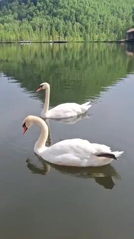 Two white swans swim on a dark body of water. The swan in the foreground is closer to the camera and is looking down towards the water, dipping its beak in. The swan in the background is further away and is swimming with its head held high. The water is calm and reflects the lush green trees that cover a steep hillside in the background. The sky is a pale blue with a few wispy clouds.