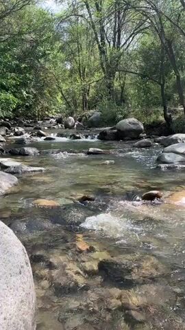 A slow-motion video shows a clear river flowing over rocks in a forested area. The water is transparent, allowing the rocks and riverbed to be seen clearly. Sunlight filters through the trees, creating dappled patterns on the water's surface. The riverbanks are lined with lush green foliage, and large rocks are scattered throughout the river and along its edges. The overall impression is one of a serene and natural landscape.