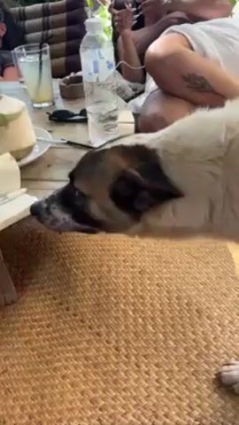 The camera shows a medium-sized dog with mostly white fur and dark markings on its head, sniffing at the edge of a wooden table on a woven mat. The table has a coconut, a drink in a glass, a water bottle, and other items. Behind the dog, two individuals are visible. One is lying down, wrapped in a white cloth, with a visible tattoo on their upper leg and holding what appears to be a cigarette. The other individual is in the background, using a mobile phone. The environment appears to be an outdoor seating area with cushions and greenery overhead.