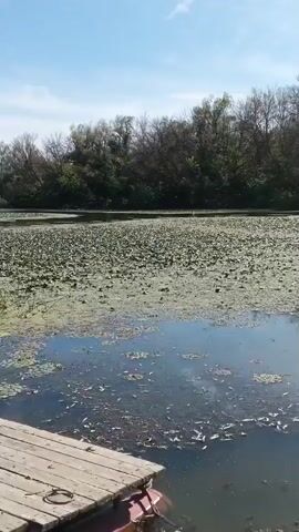 The video shows a view from a wooden dock at the edge of a body of water. The water is partially covered with green lily pads and other aquatic plants. In the background, there is a dense line of trees with bare branches, suggesting it may be late autumn or early spring. The sky is clear and blue. The water appears still, and the scene is serene.