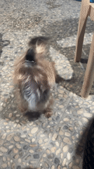 Yorkshire Terrier with blue hair tie spotted in Bulgaria