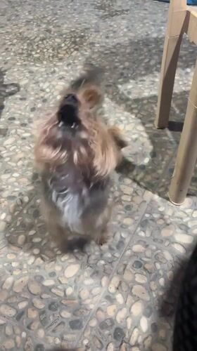 Yorkshire Terrier with blue hair tie spotted in Bulgaria