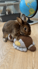 Rabbit and cat share quiet domestic moments in Solikamsk home