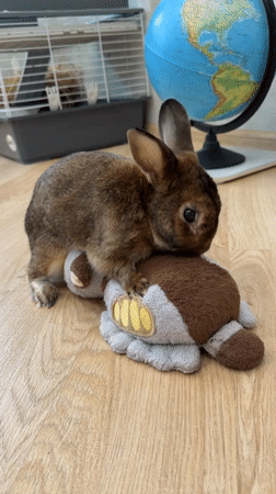 Rabbit and cat share quiet domestic moments in Solikamsk home