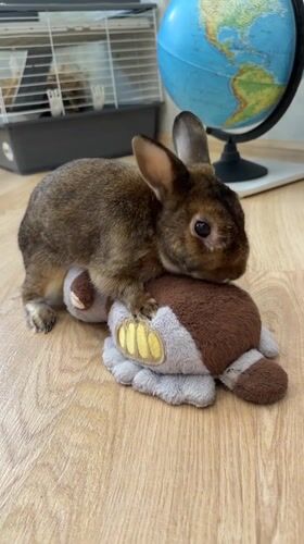 Rabbit and cat share quiet domestic moments in Solikamsk home