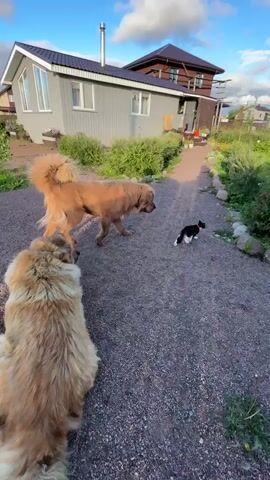 A fluffy brown dog lies on a gravel path. Another tan dog stands on the path, facing a black and white cat. The tan dog appears to be sniffing or looking at the cat, while the cat stands its ground. A house is visible in the background, along with a wooden fence and lush green vegetation. The sky is blue with scattered white clouds. The scene is outdoors, likely in a yard or rural setting. The video appears to be taken from a low angle, possibly by someone also on the ground or very close to it.