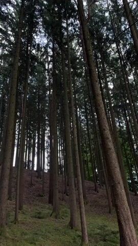 The video shows a low-angle view looking up at a dense forest with tall, slender trees. The trees are predominantly evergreen, with dark green foliage visible at the top. The ground slopes upwards to the right, covered with sparse green vegetation and brown leaf litter. The lighting suggests it is daytime, with some light filtering through the canopy and illuminating the sky. The scene is static, with no apparent movement or activity.