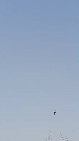 The video shows a clear blue sky with a small white airplane flying high above. The bottom of the frame shows the tops of some leafless trees. The airplane is visible for the entire duration of the clip.