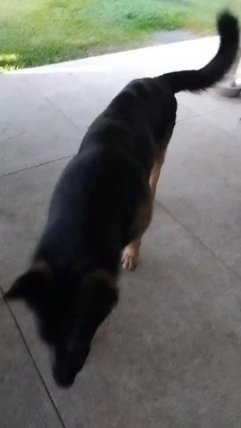 A German Shepherd dog is shown from a high-angle perspective. The dog is black and tan and is standing on a concrete floor. The dog's head is turned towards the camera. There is a metal chair in the background. The dog is looking directly at the camera.