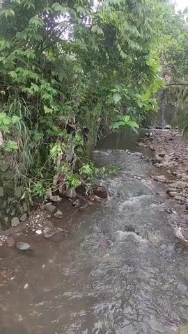 The video shows a small stream flowing through a rocky, wooded area. The water appears slightly murky. On the left bank, lush green vegetation grows densely, obscuring the edge. Some trash is visible amongst the plants. The right bank is mostly composed of various sized rocks. The water level is low, and the stream flows at a moderate pace.