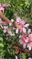 Spring morning scenes captured across Novokuznetsk parks and streets