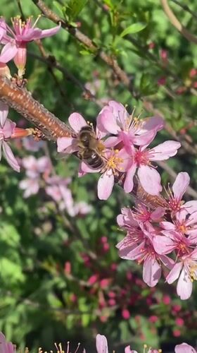 Spring morning scenes captured across Novokuznetsk parks and streets
