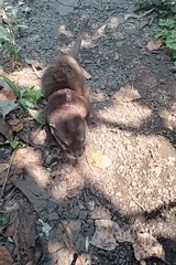Pet otter in pink harness spotted in Pujut, Indonesia