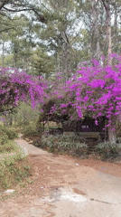 Morning scenes captured in Da Lat's scenic mountain landscapes