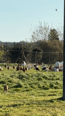 Chickens graze in green field under clear skies in Cutrofiano