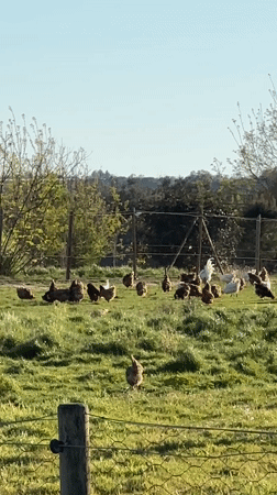 Chickens graze in green field under clear skies in Cutrofiano